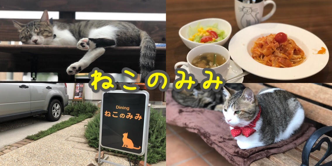 ねこのみみ 岐阜市の猫カフェのパスタランチ ぎふのススメ