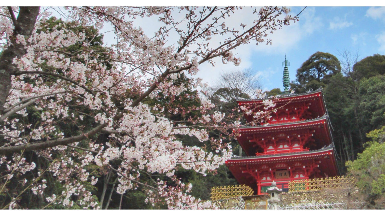 岐阜公園周辺の桜スポット ゆっくり散歩 無料駐車場情報もあり ぎふのススメ