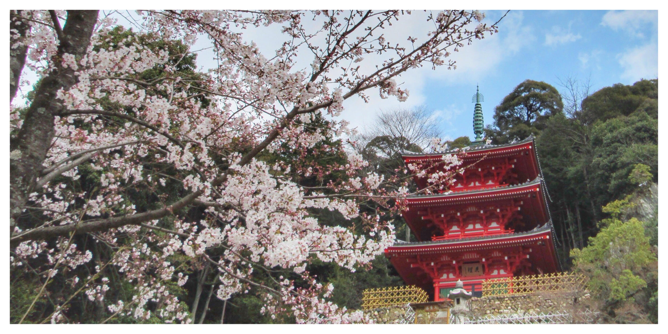 岐阜公園周辺の桜スポット ゆっくり散歩 無料駐車場情報もあり ぎふのススメ