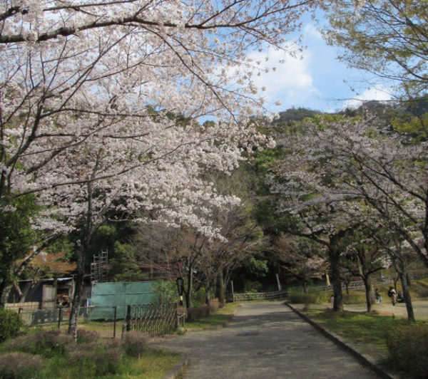 岐阜公園周辺の桜スポット ゆっくり散歩 無料駐車場情報もあり ぎふのススメ