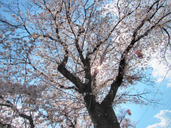 岐阜各務原新境川堤 さくら名所100選の桜をご紹介 ぎふのススメ