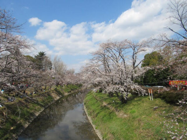 岐阜各務原新境川堤 さくら名所100選の桜をご紹介 ぎふのススメ