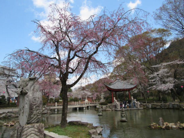 岐阜公園周辺の桜スポット ゆっくり散歩 無料駐車場情報もあり ぎふのススメ