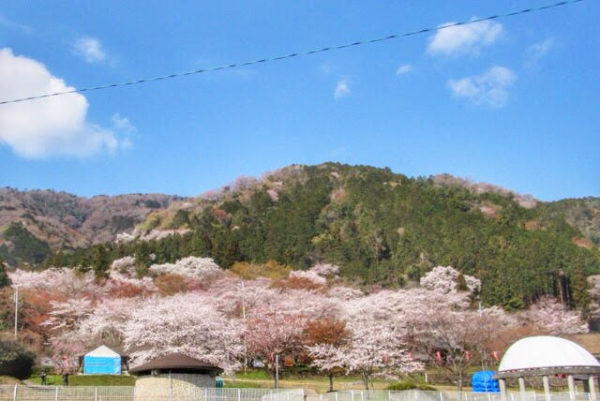 池田町桜名所霞間ヶ溪かまがたに お花見のススメ ぎふのススメ