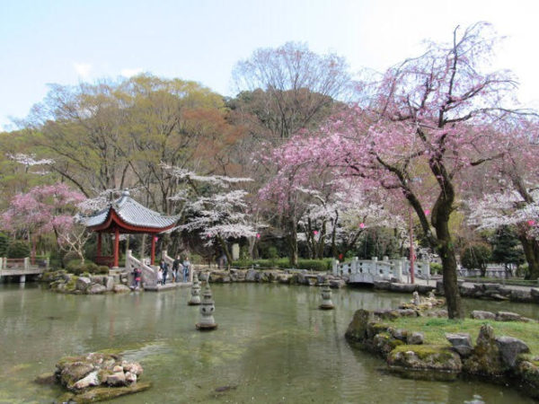 岐阜公園周辺の桜スポット ゆっくり散歩 無料駐車場情報もあり ぎふのススメ