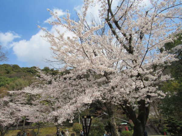 岐阜公園周辺の桜スポット ゆっくり散歩 無料駐車場情報もあり ぎふのススメ